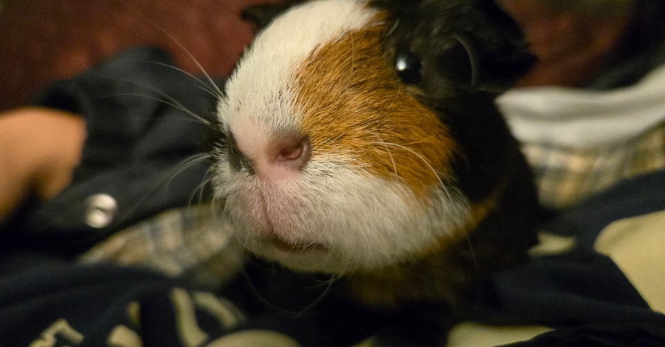 CGuinea Pig