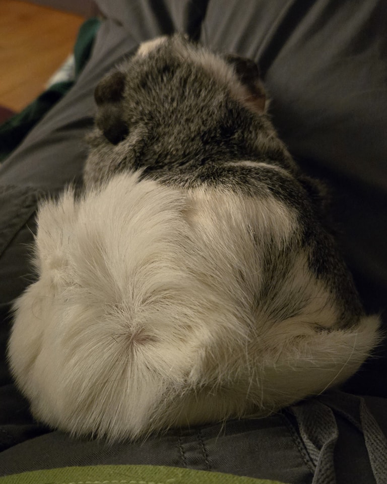 CGuinea Pig