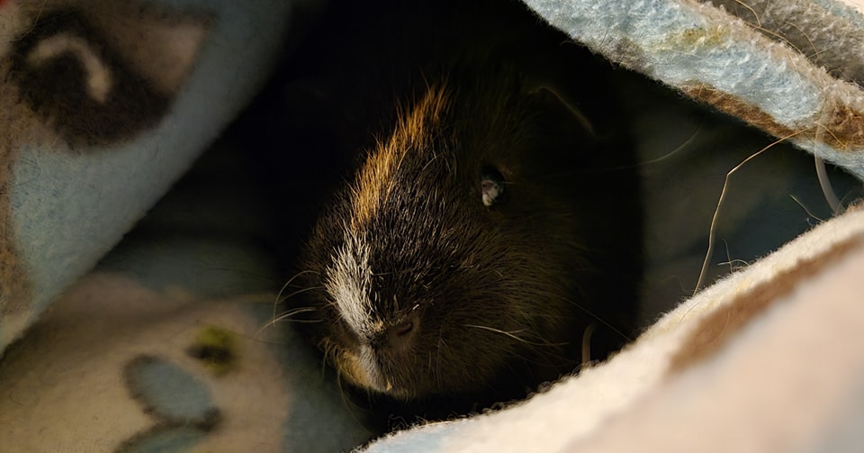 CGuinea Pig