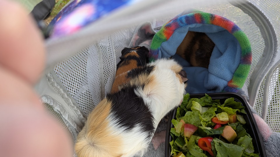 Sylvie and Checkers