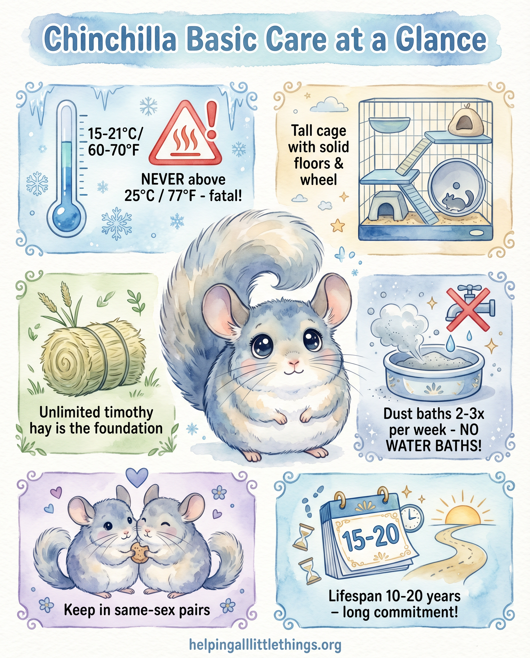 Chinchilla basic care infographic