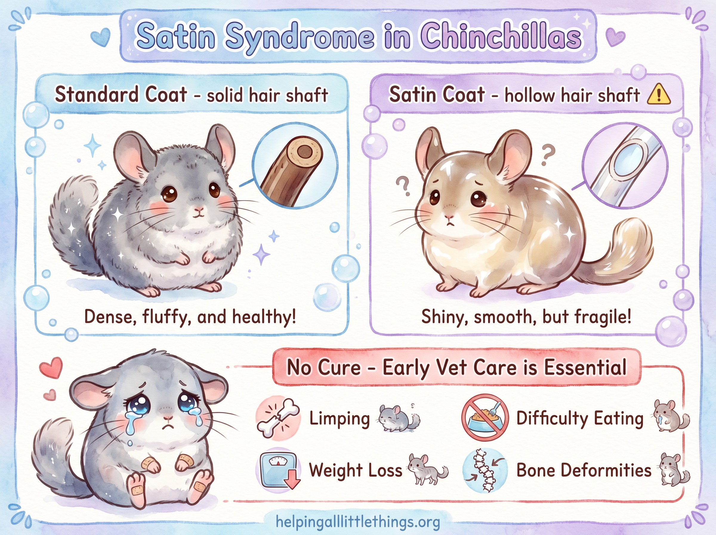 Satin syndrome infographic for chinchillas
