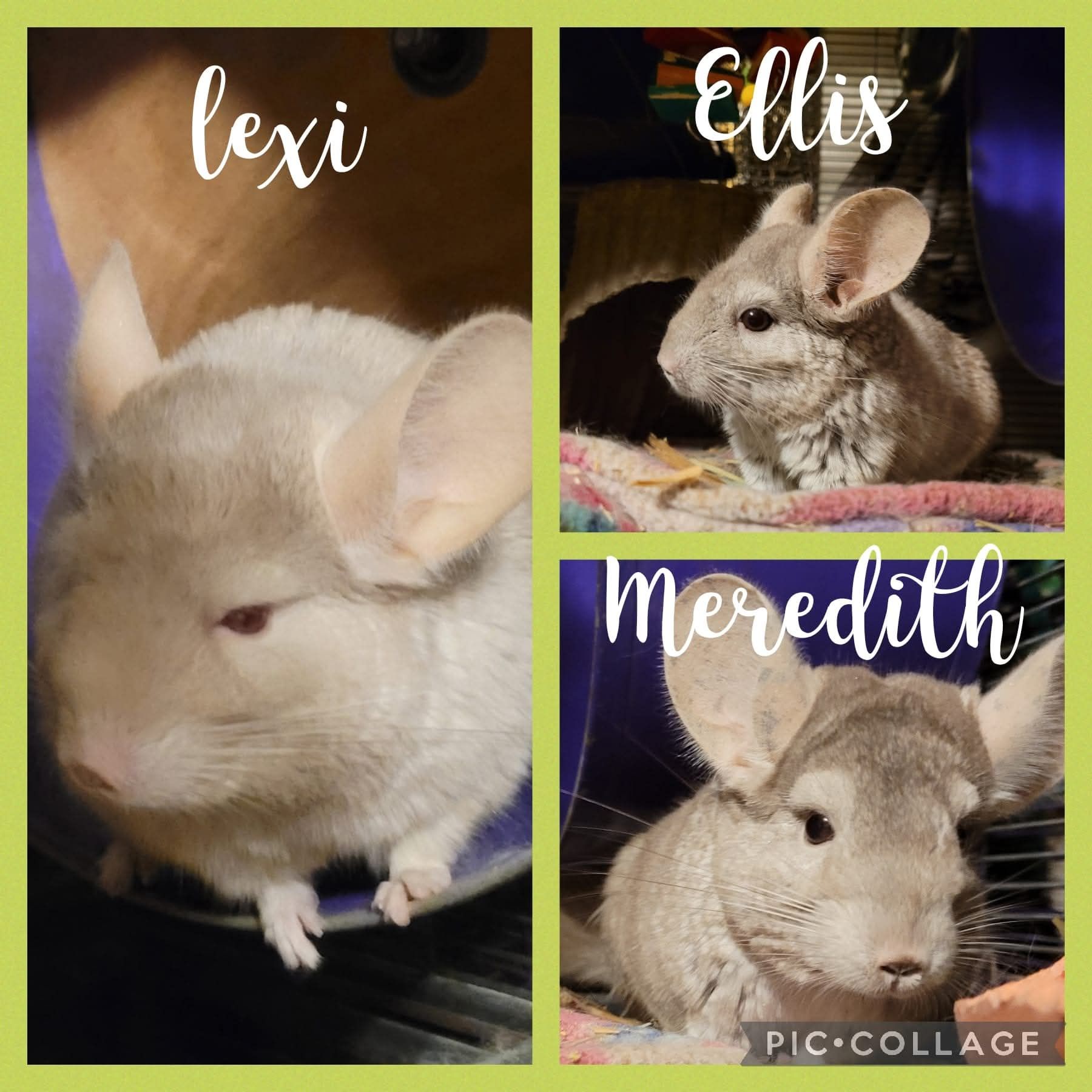 Chinchillas