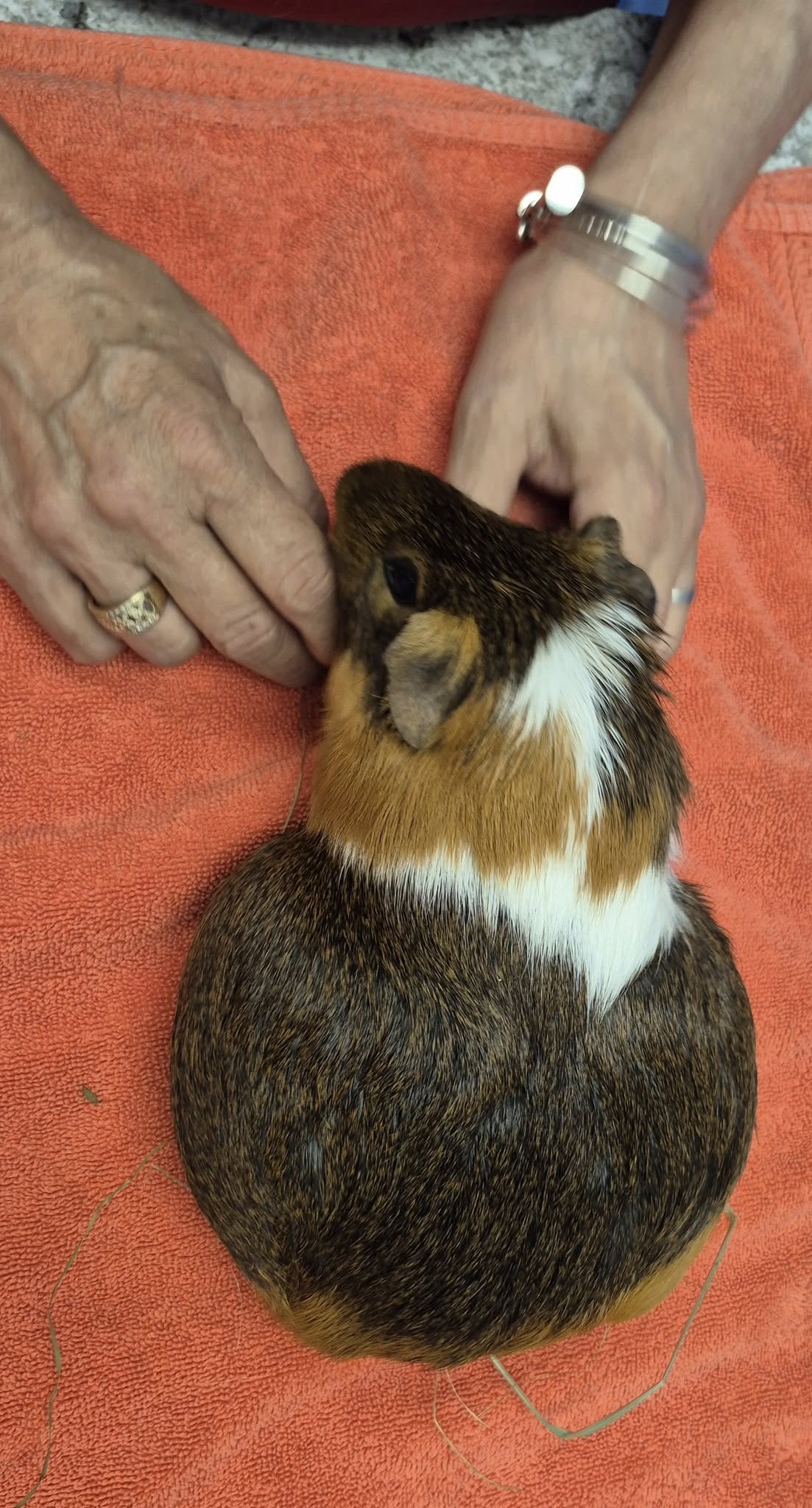 Chunky Momma Pig