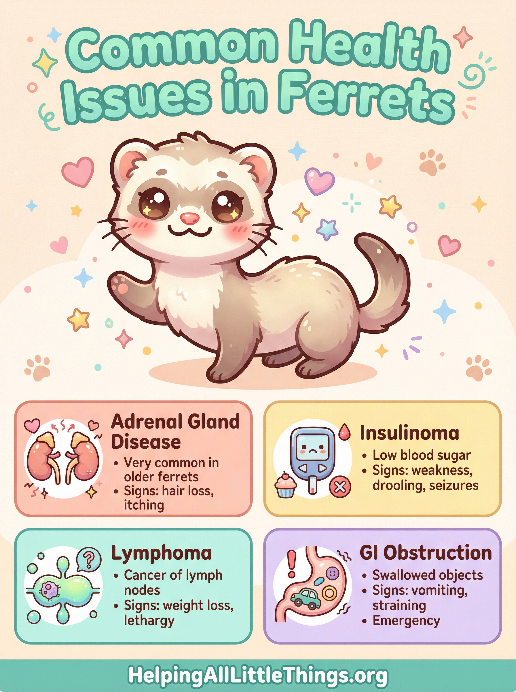 An infographic summarizing the most common health issues in ferrets: Adrenal Gland Disease, Insulinoma, Lymphoma, and Heart Disease.