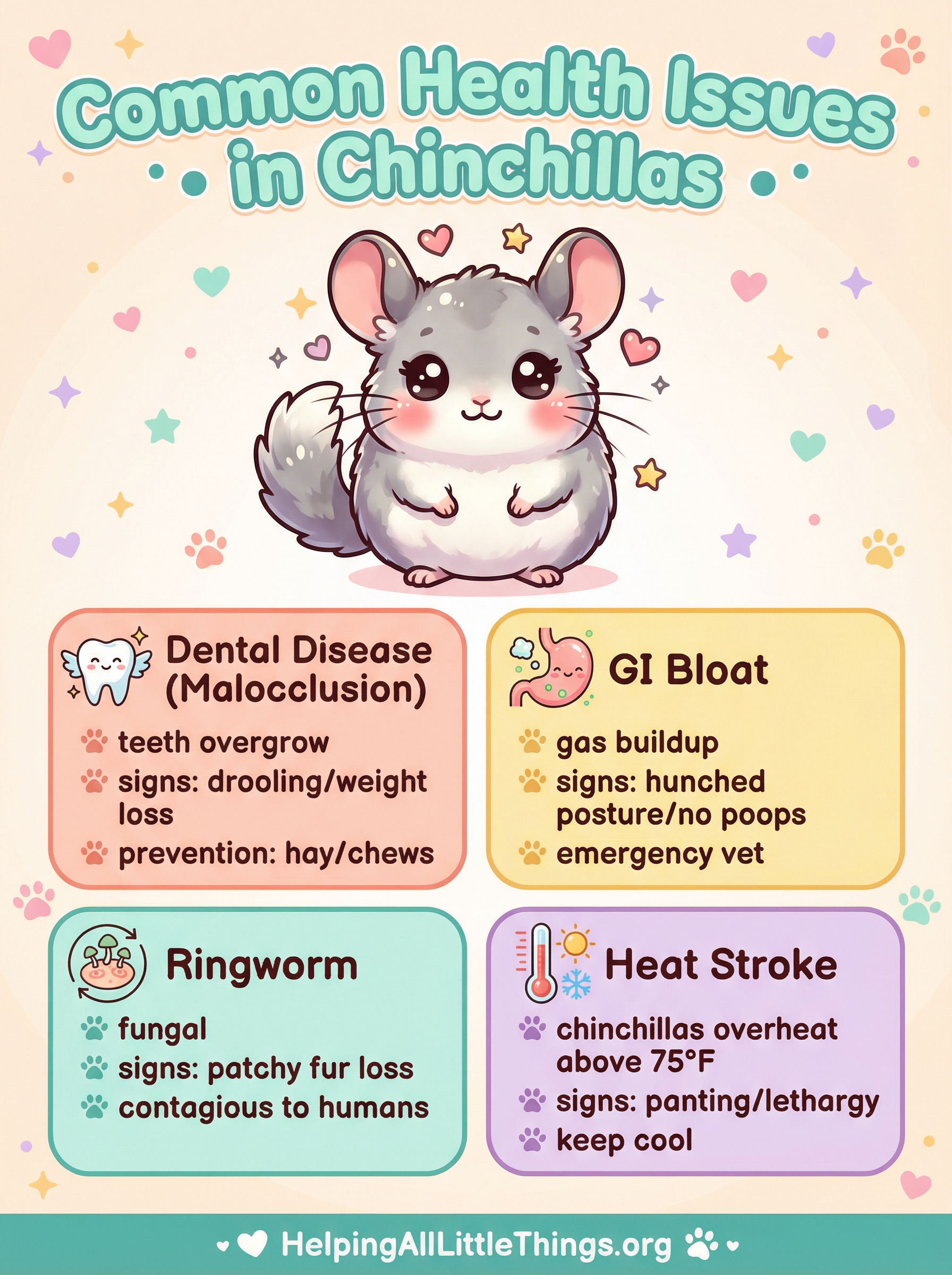 An infographic summarizing the most common health issues in chinchillas: Dental Disease, Bloat, Ringworm, and Heat Stroke.