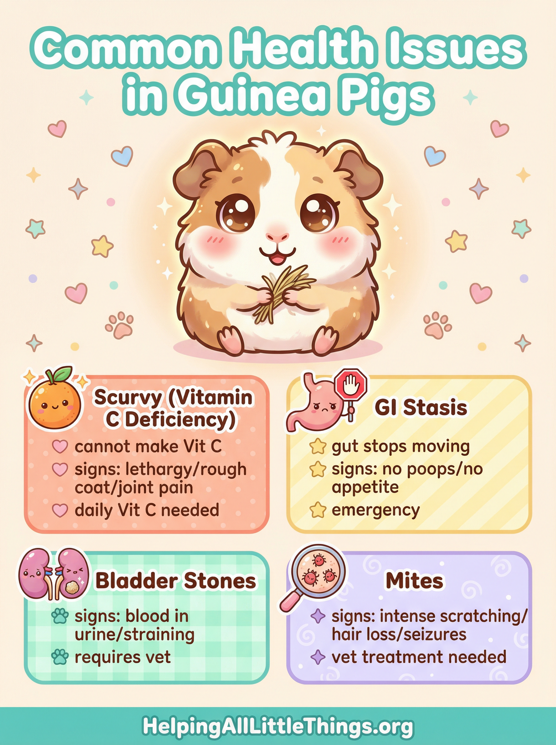 An infographic summarizing the most common health issues in guinea pigs: Scurvy (Vitamin C Deficiency), GI Stasis/Bloat, Bladder Stones, and Bumblefoot.