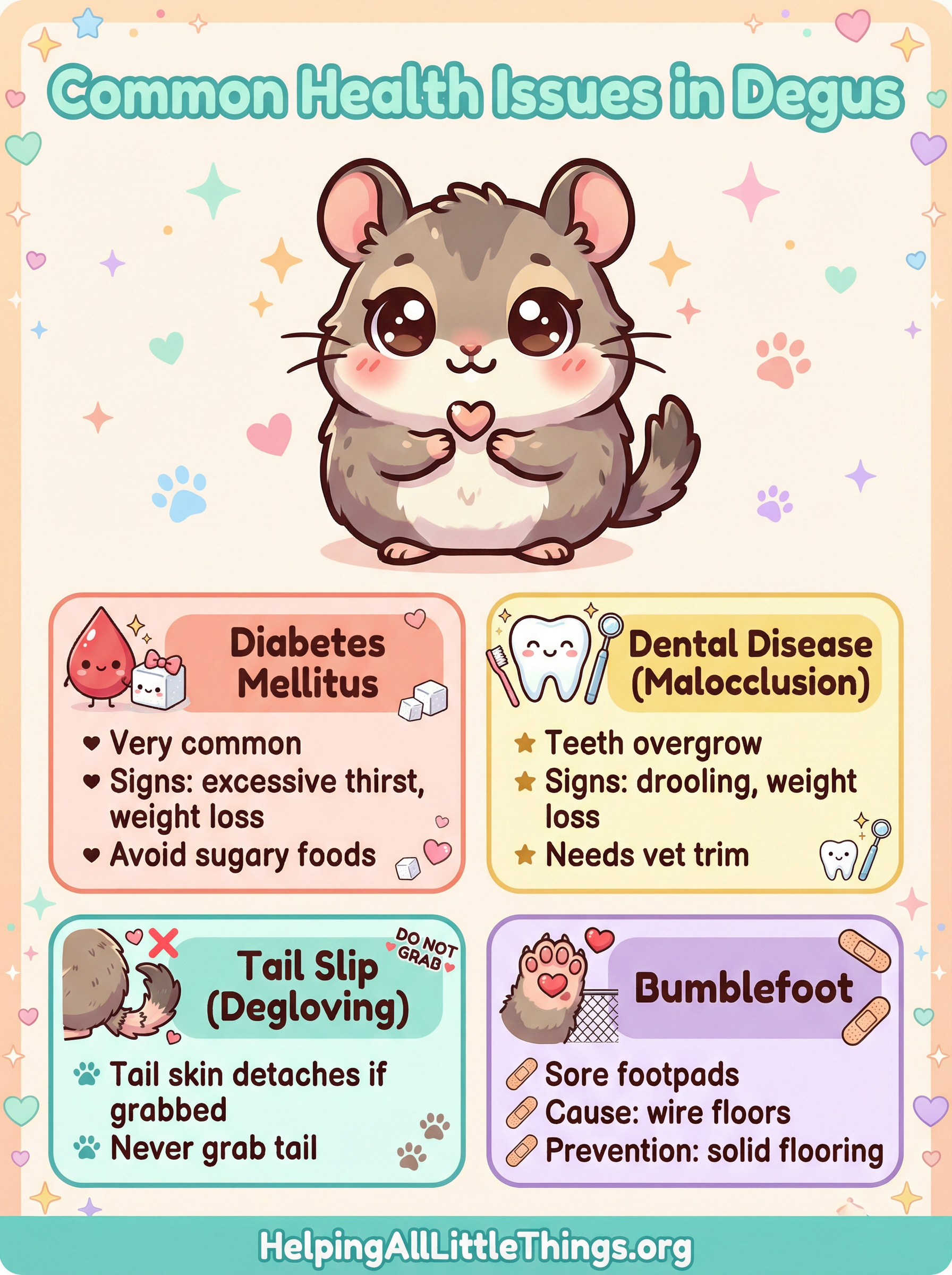 An infographic summarizing the most common health issues in degus: Diabetes, Dental Disease, Tail Slip, and Bumblefoot.