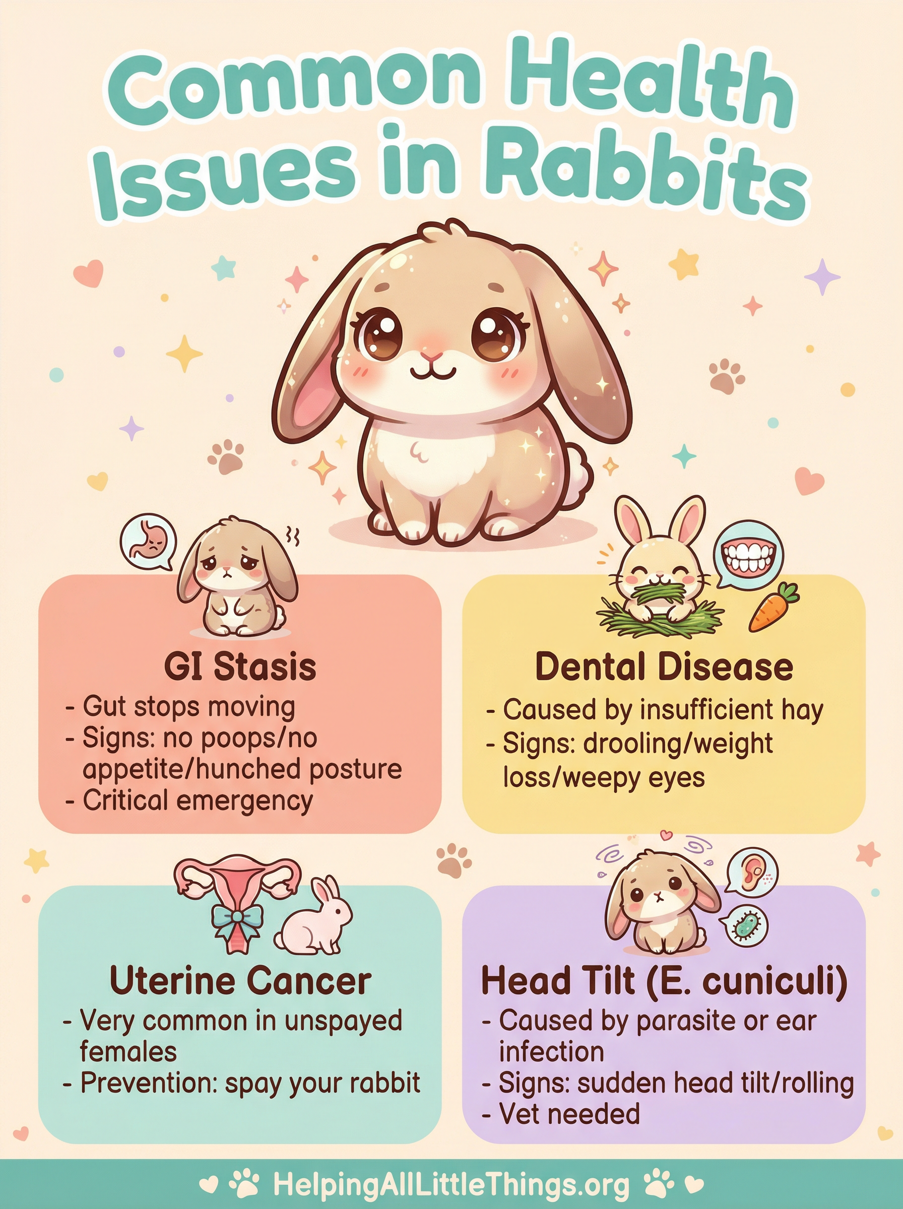 An infographic summarizing the most common health issues in rabbits: GI Stasis, Dental Disease, Uterine Cancer, and Head Tilt (E. cuniculi).