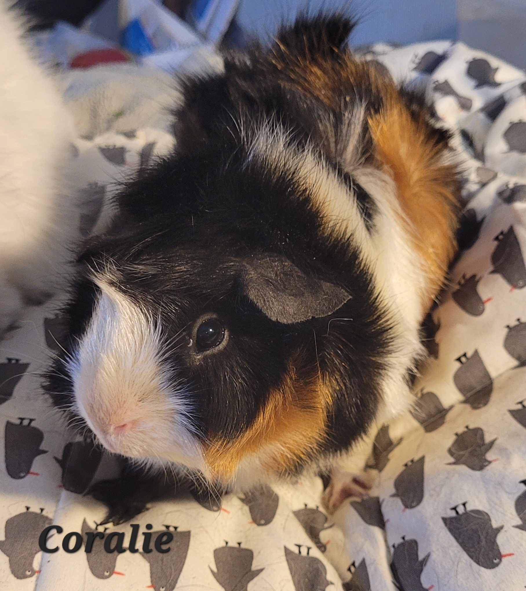 Coralie the Guinea Pig