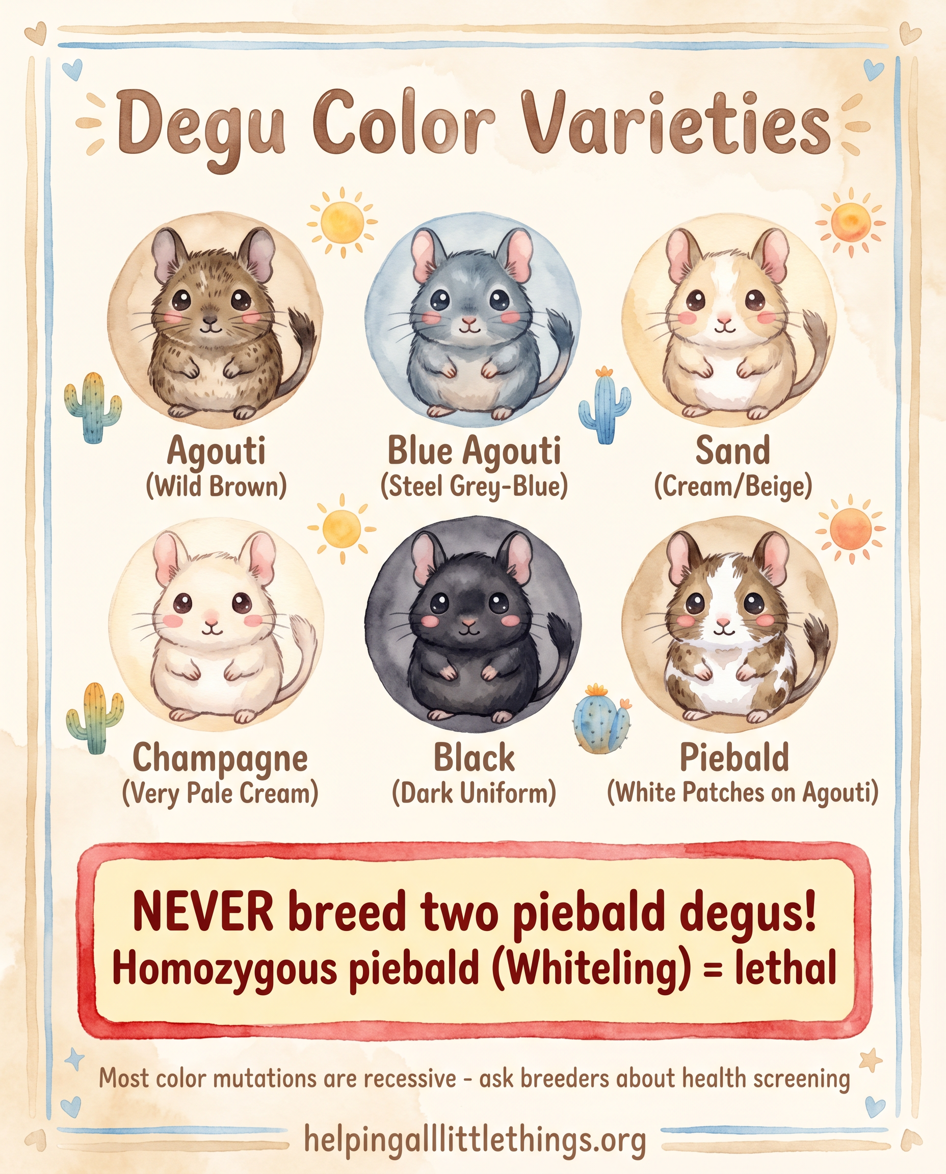 Degu color varieties infographic