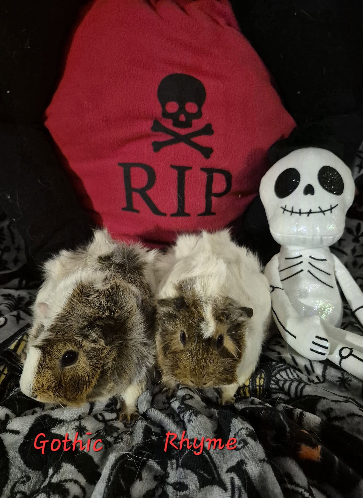 Gothic (left) and Rhyme (right) in front of a Halloween RIP pillow and a skeleton plushie