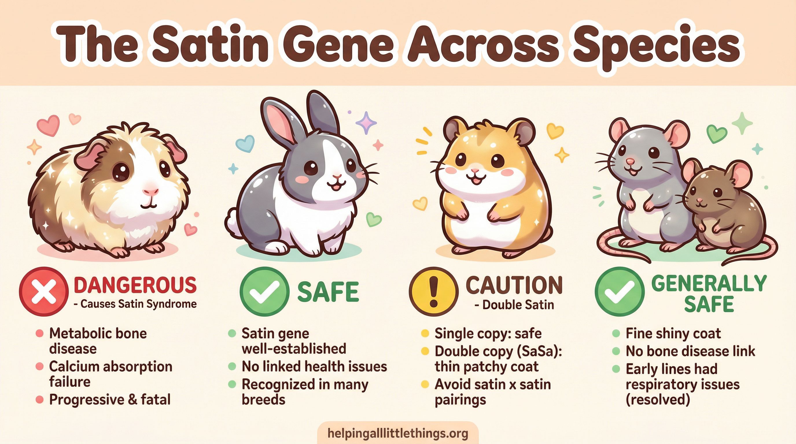 Infographic comparing the satin gene across guinea pigs, rabbits, hamsters, rats and mice