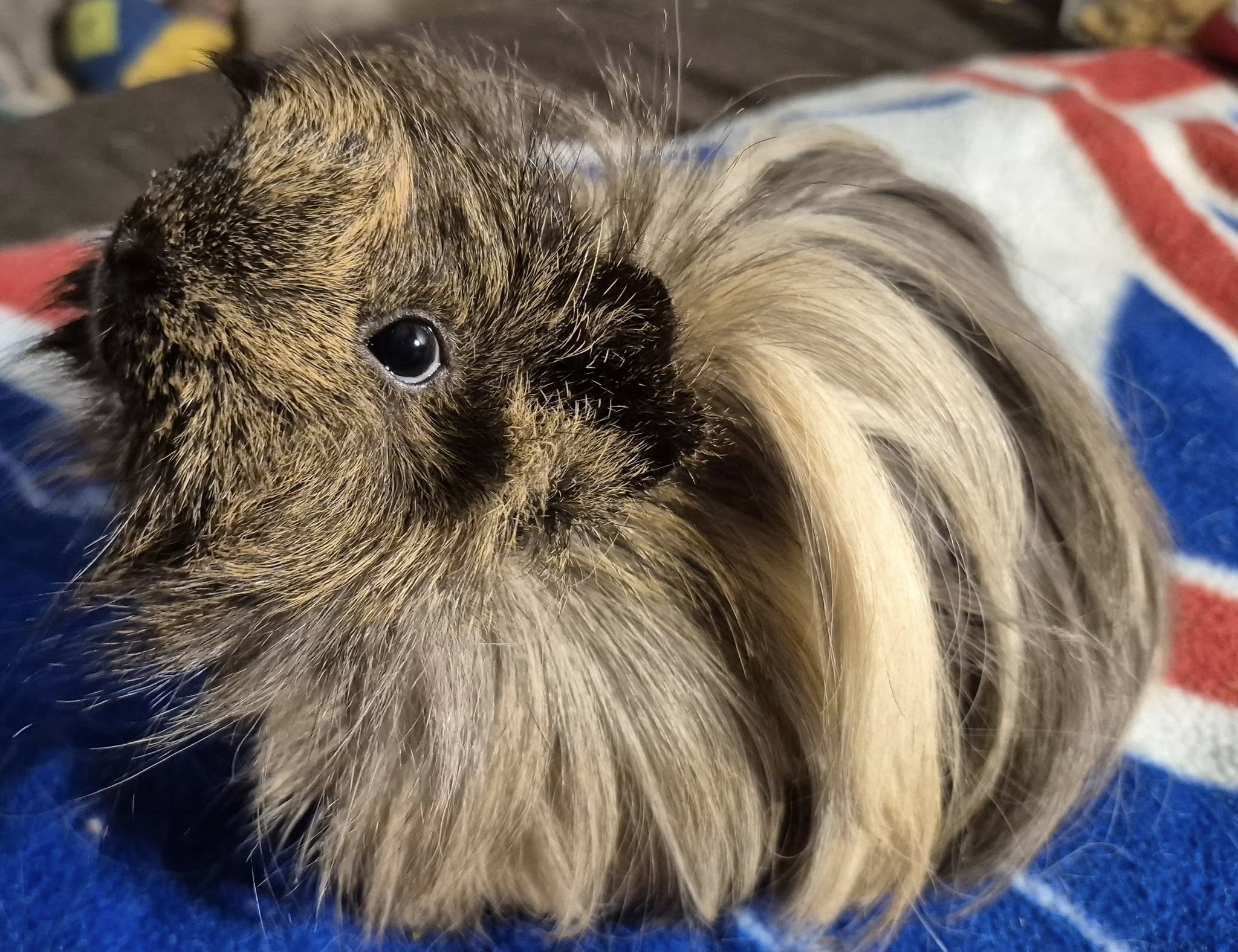 Haiku the Guinea Pig