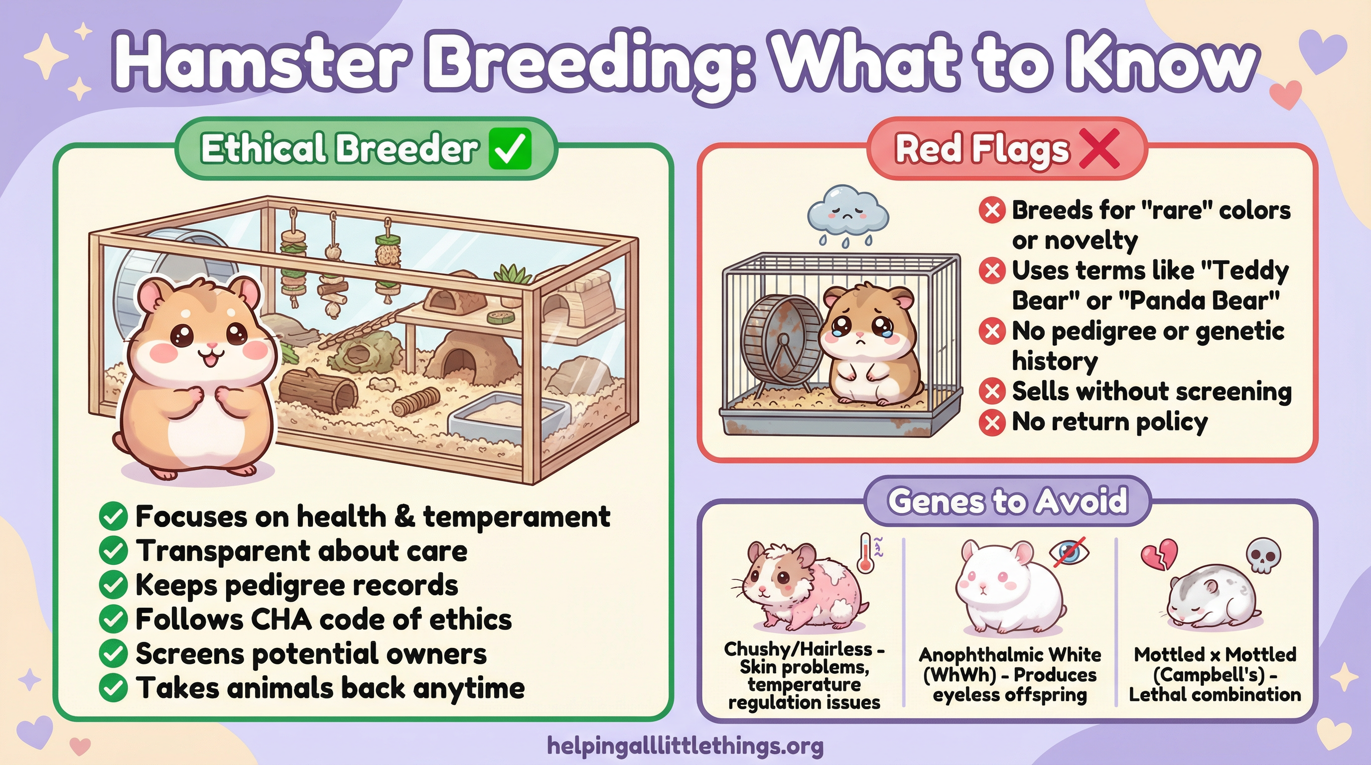 Infographic showing ethical breeder checklist, red flags, and genes to avoid in hamster breeding