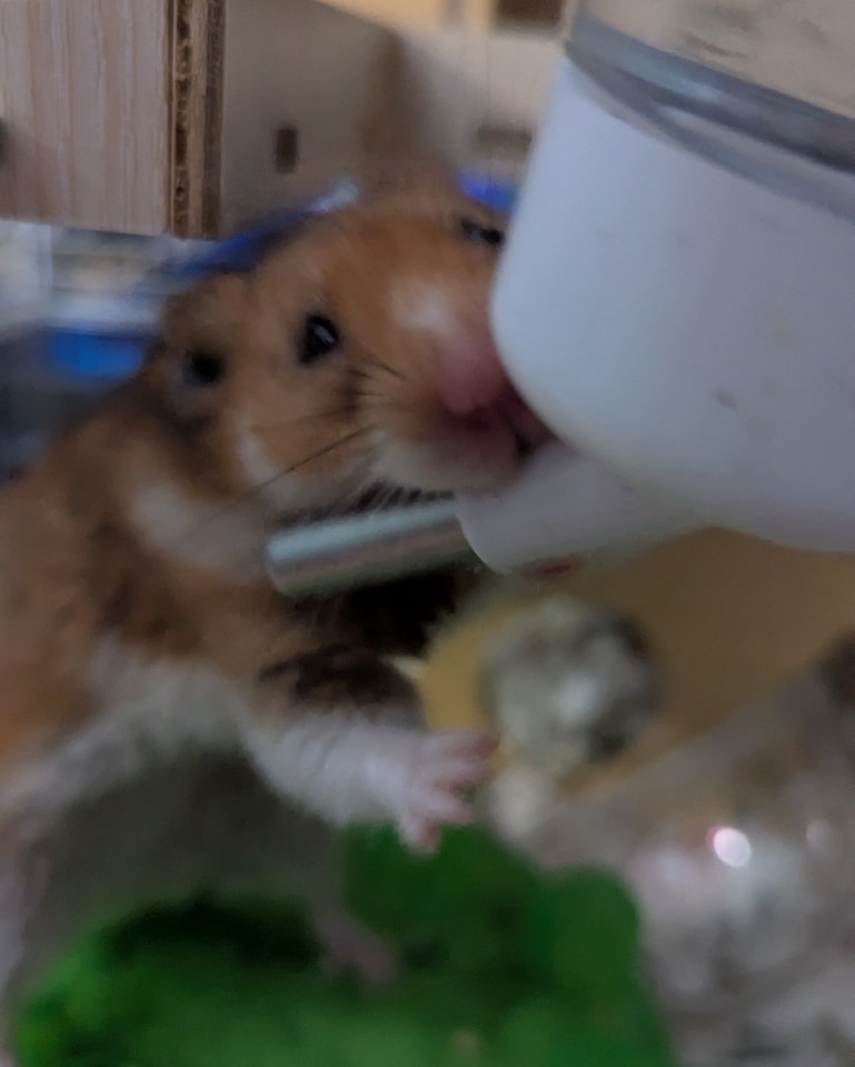Harold