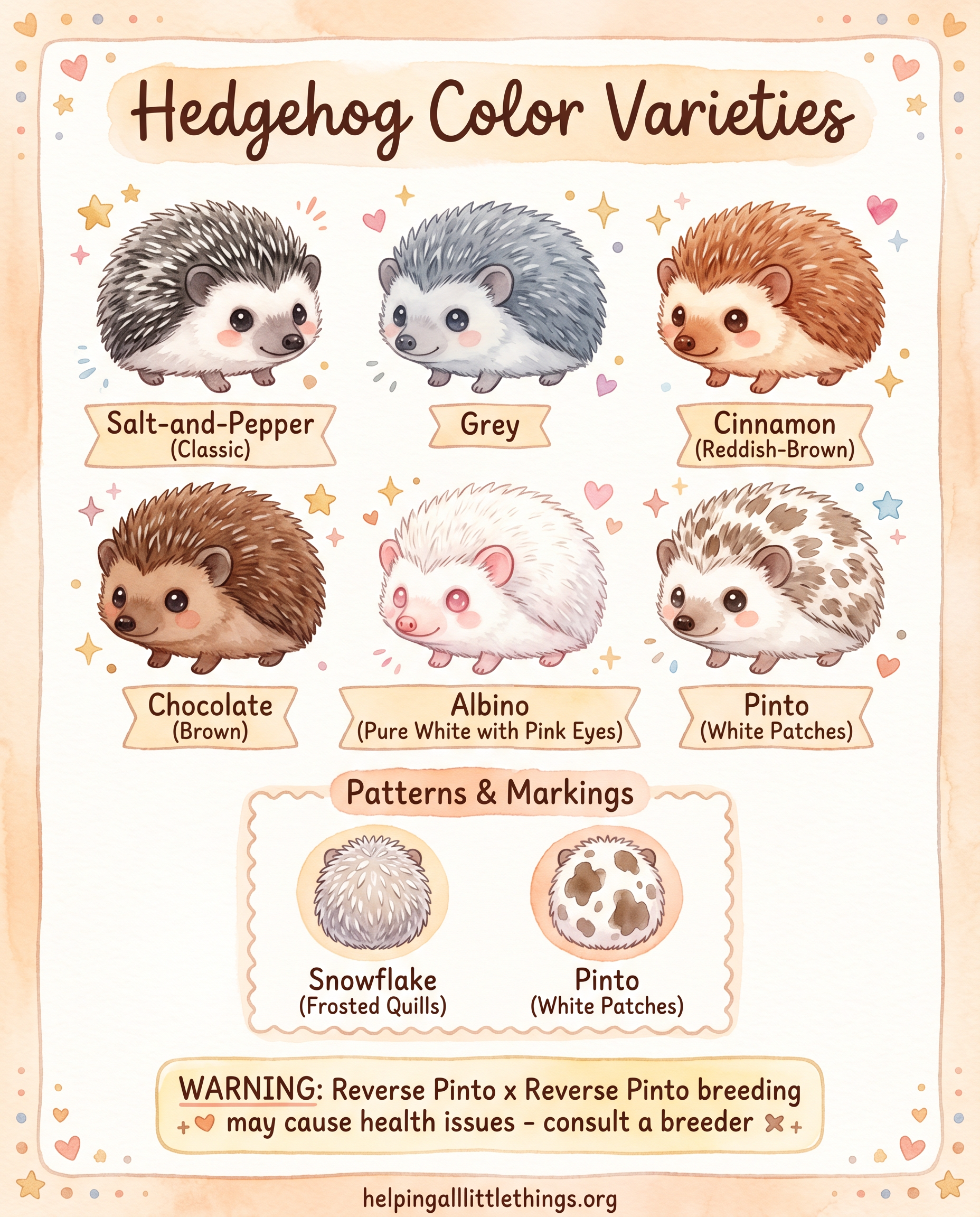 Hedgehog color varieties infographic