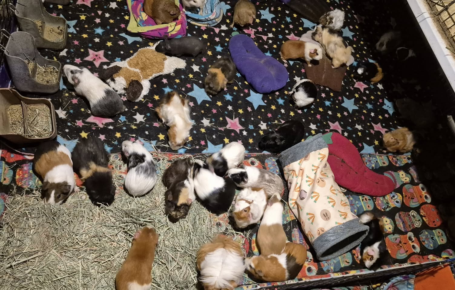 Guinea Pig Herd