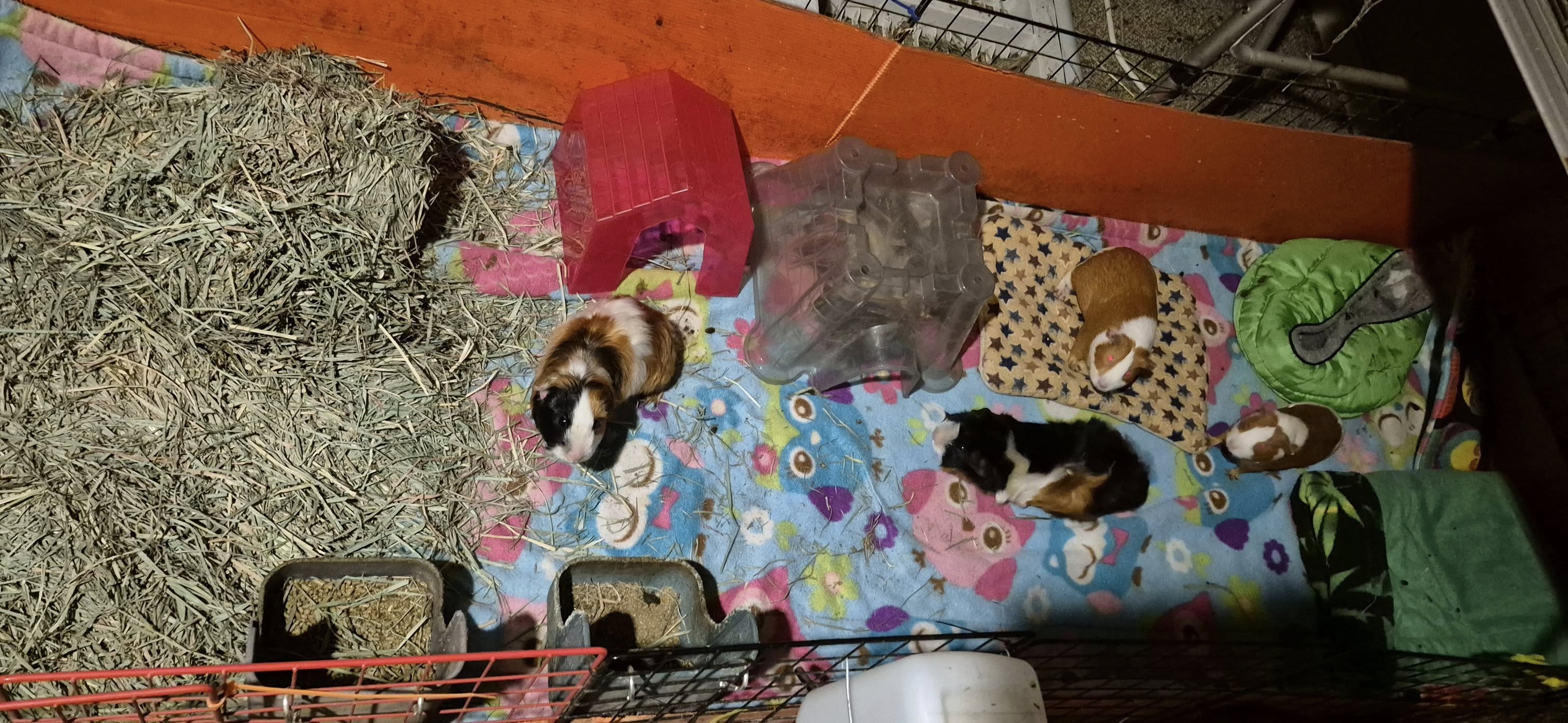 Guinea Pig Herd - Team Wonkiest Females