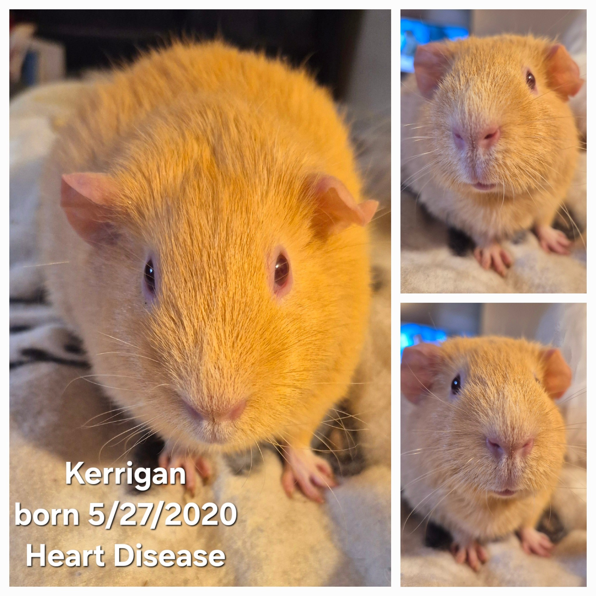 Kerrigan the Guinea Pig