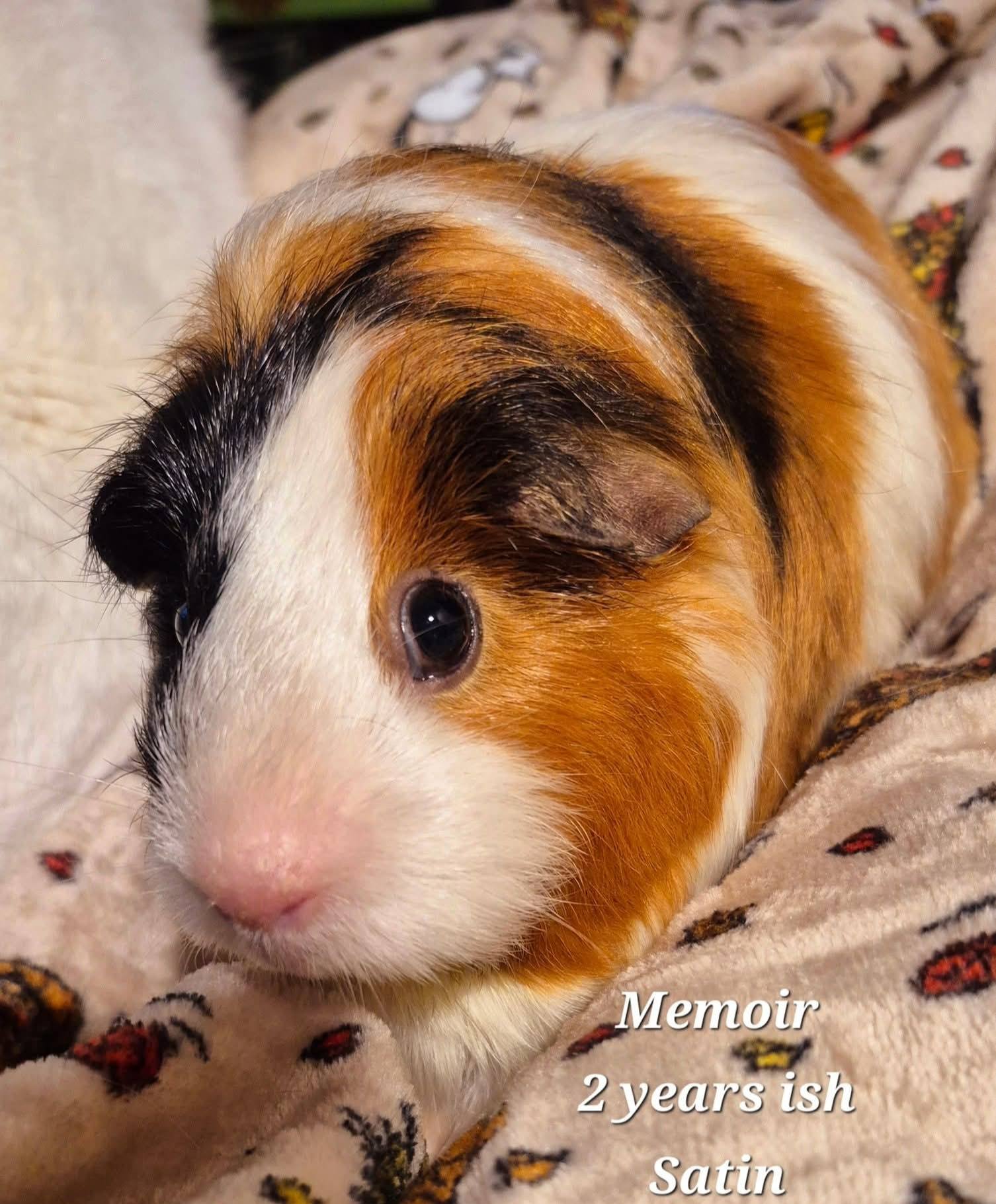 Memoir