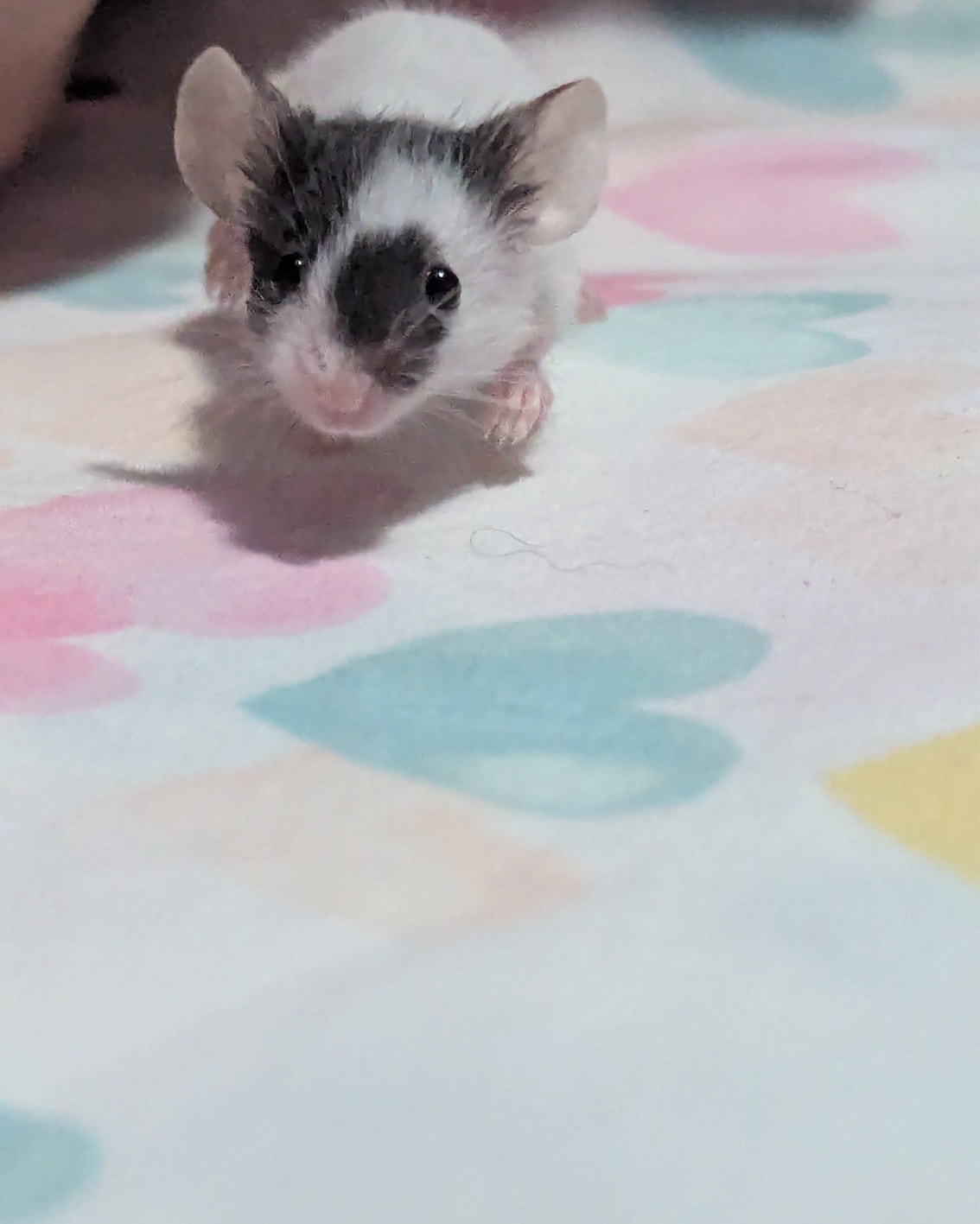 Baby Mice