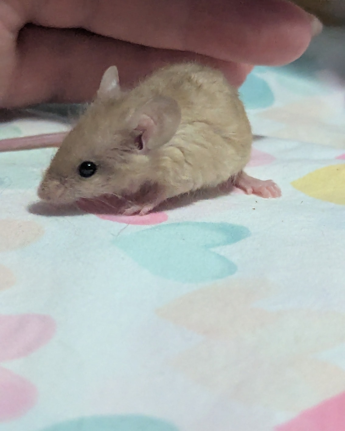 Baby Mice