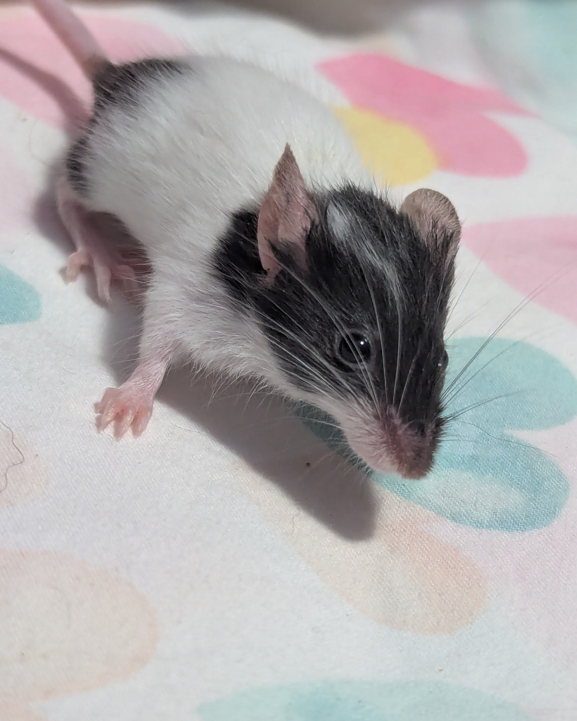 Baby Mice