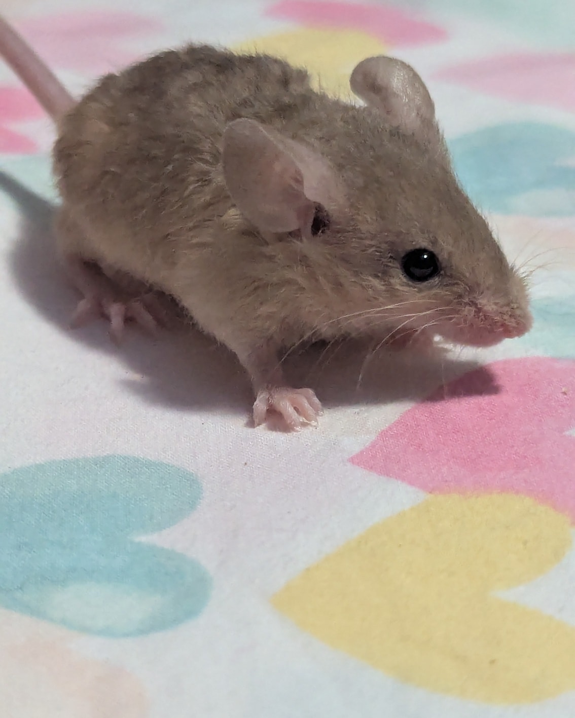 Baby Mice