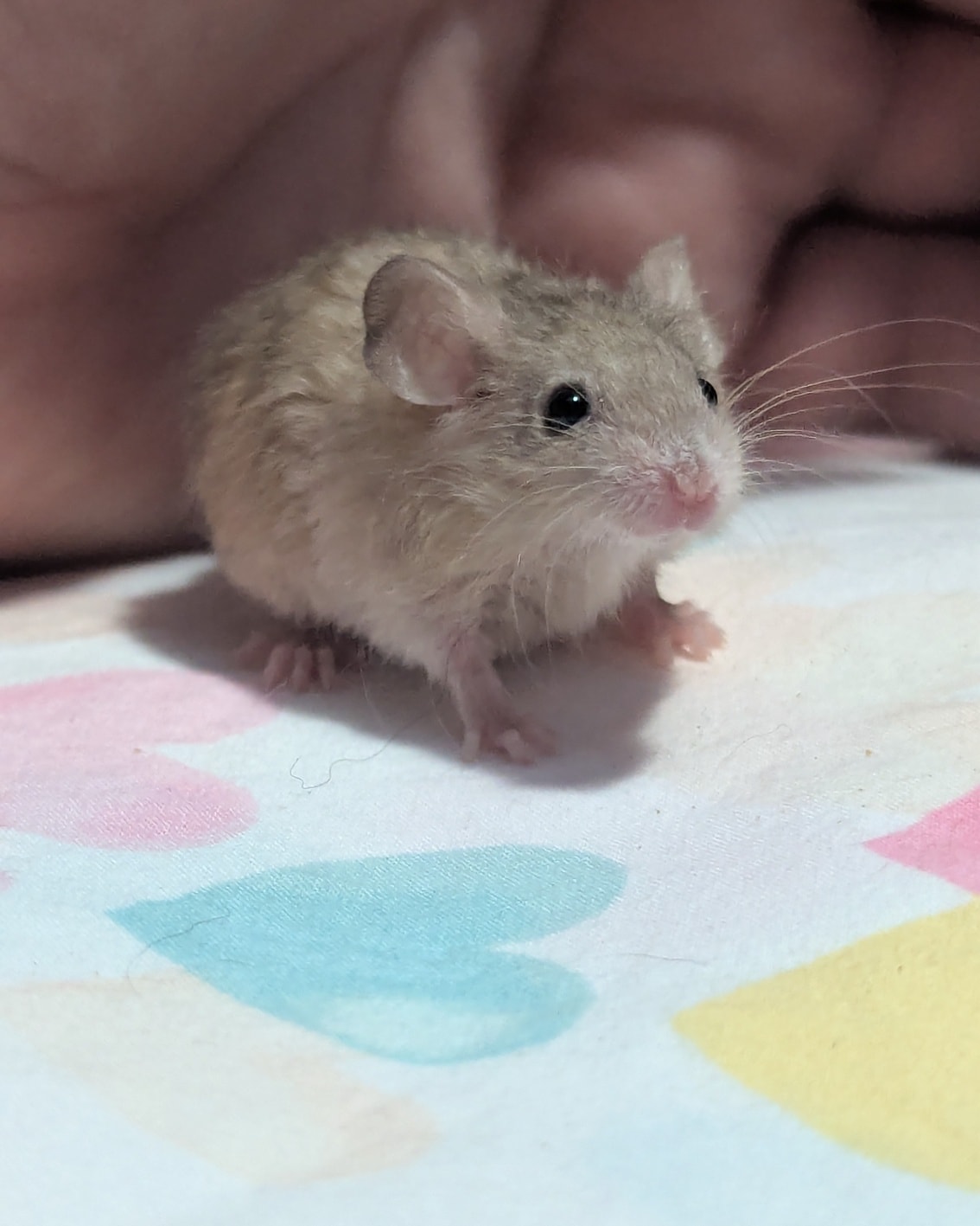 Baby Mice