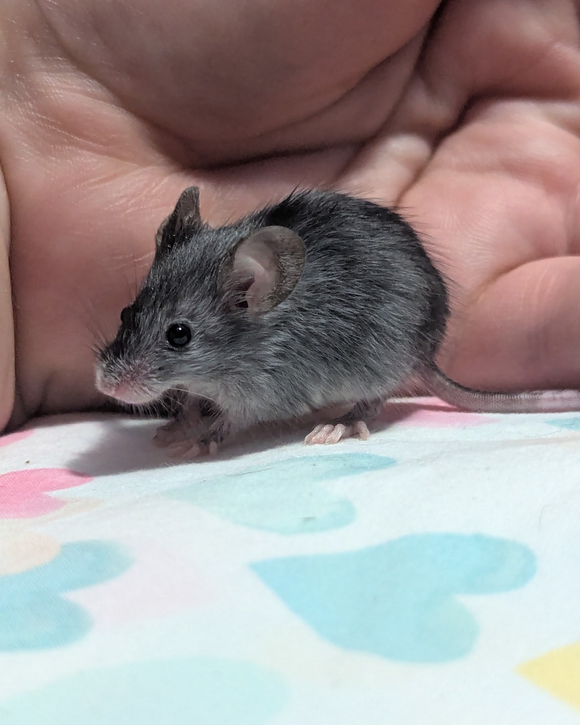 Baby Mice