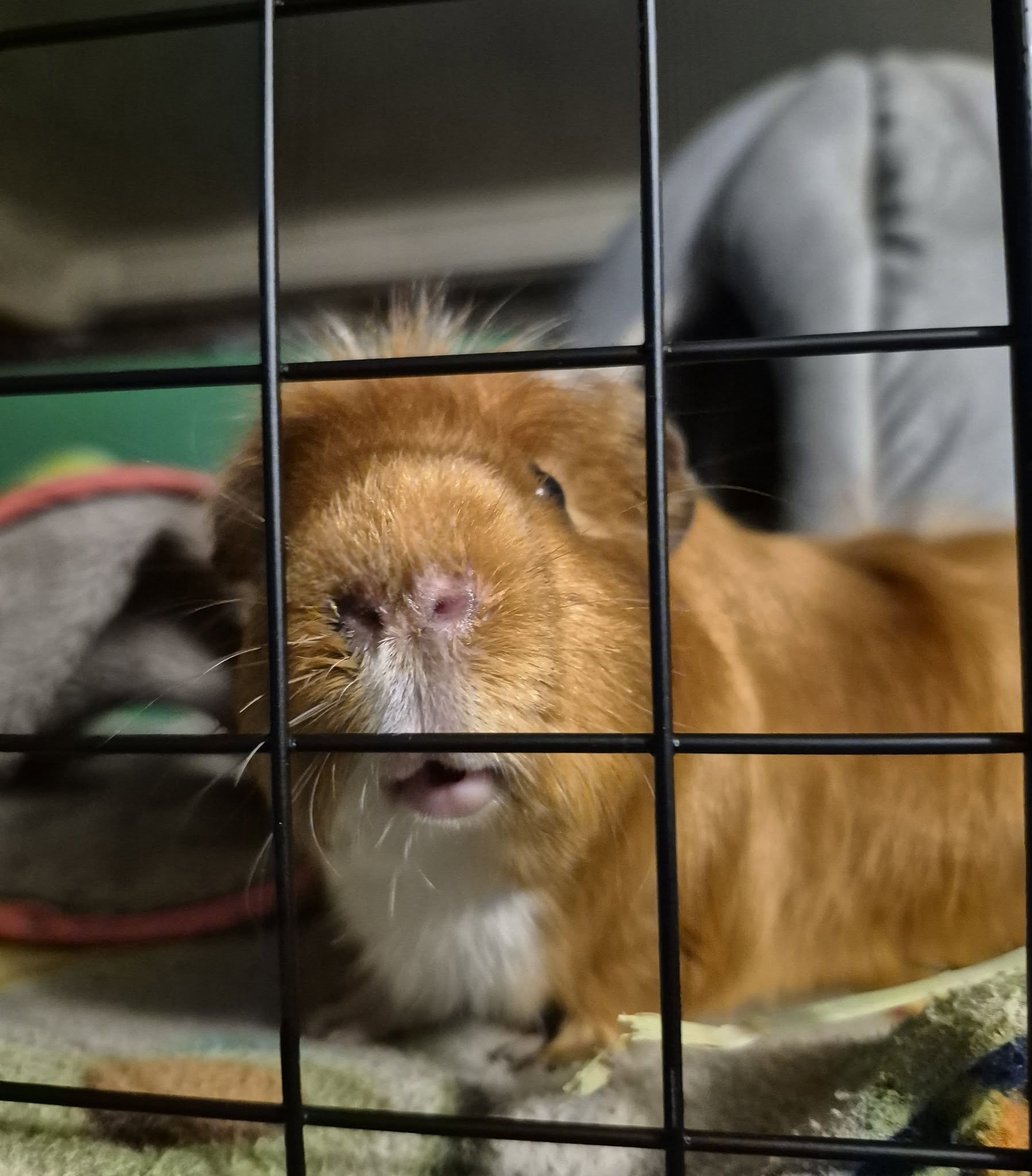 Miles pressing his face through the bars of his cage, looking directly at the camera