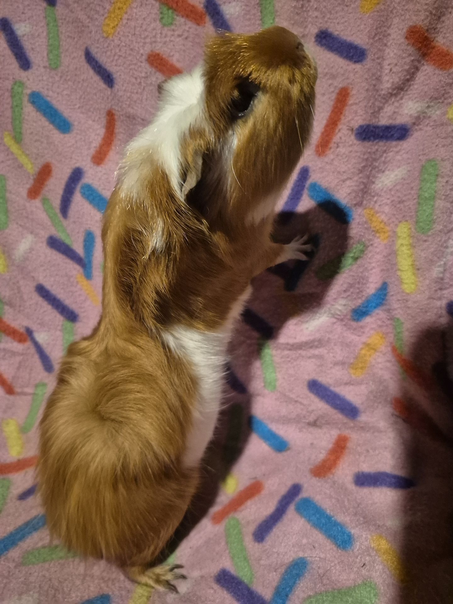 Miles standing upright on his hind legs on a colourful sprinkle-print fleece