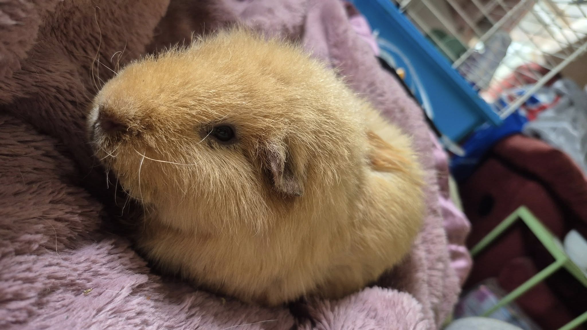 Guinea Pig