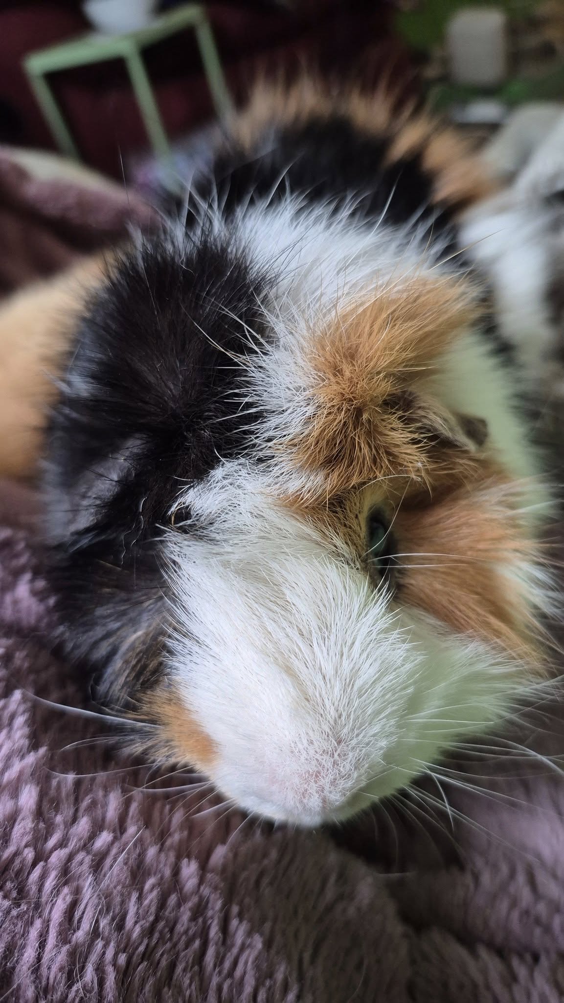 Guinea Pig