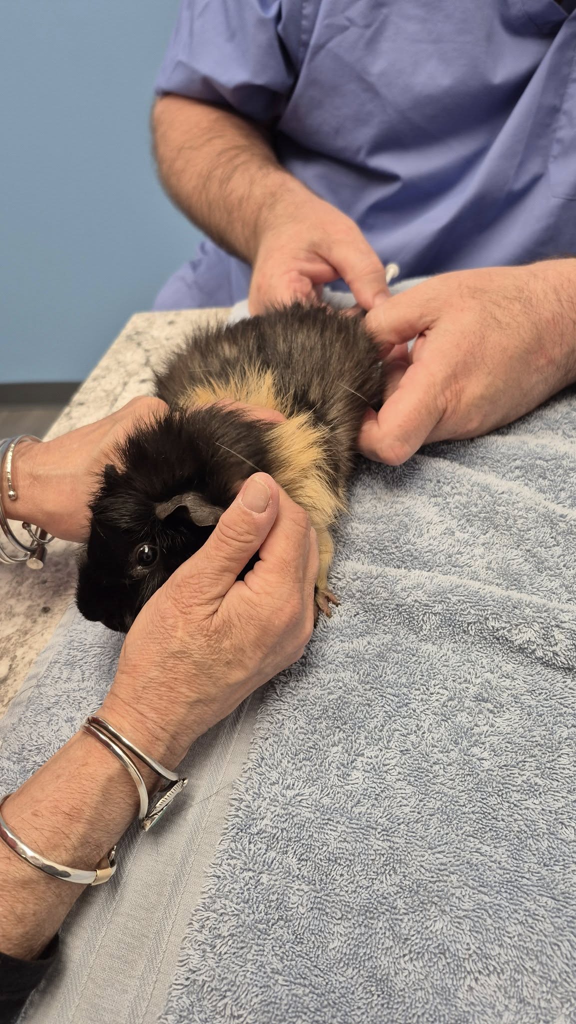 Guinea Pig