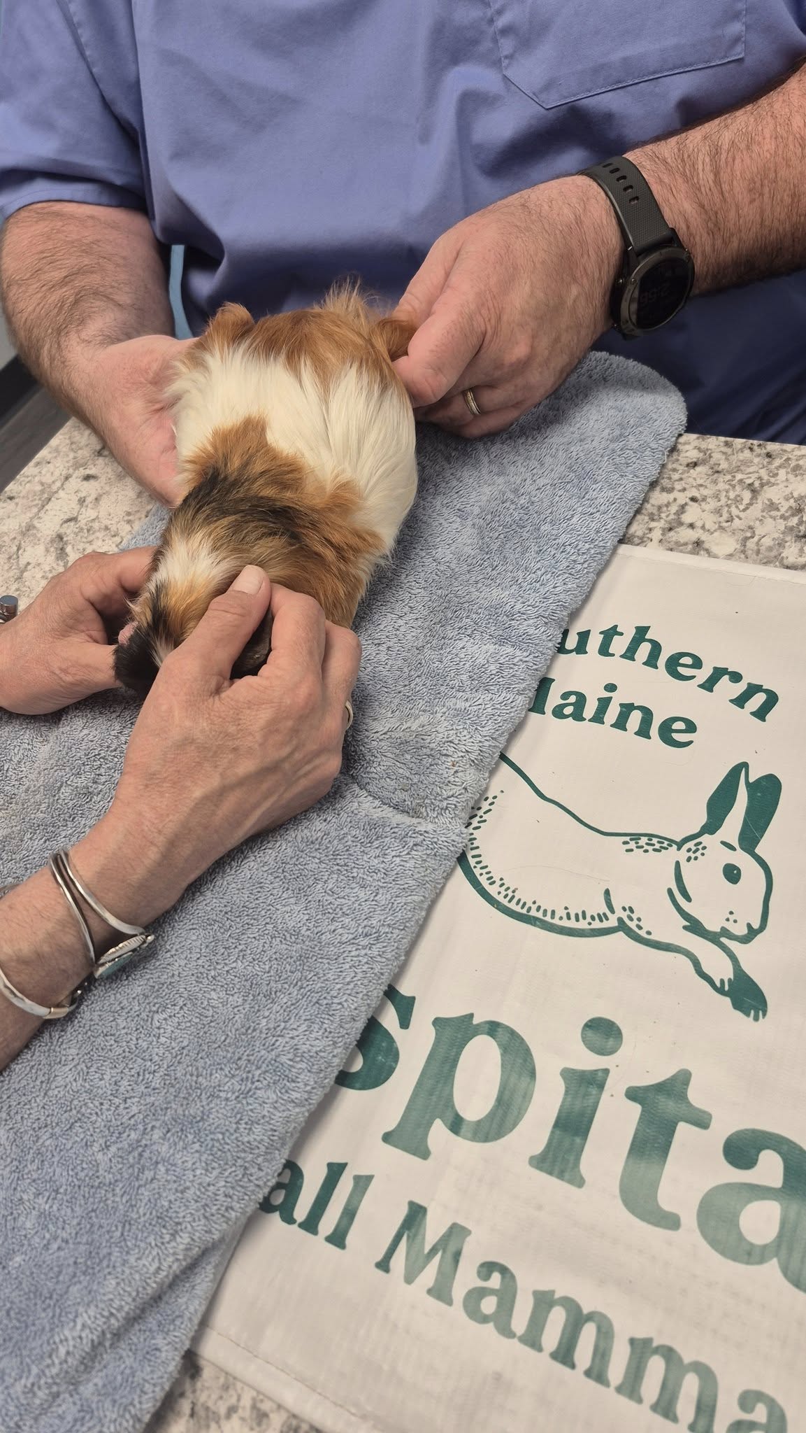 Guinea Pig