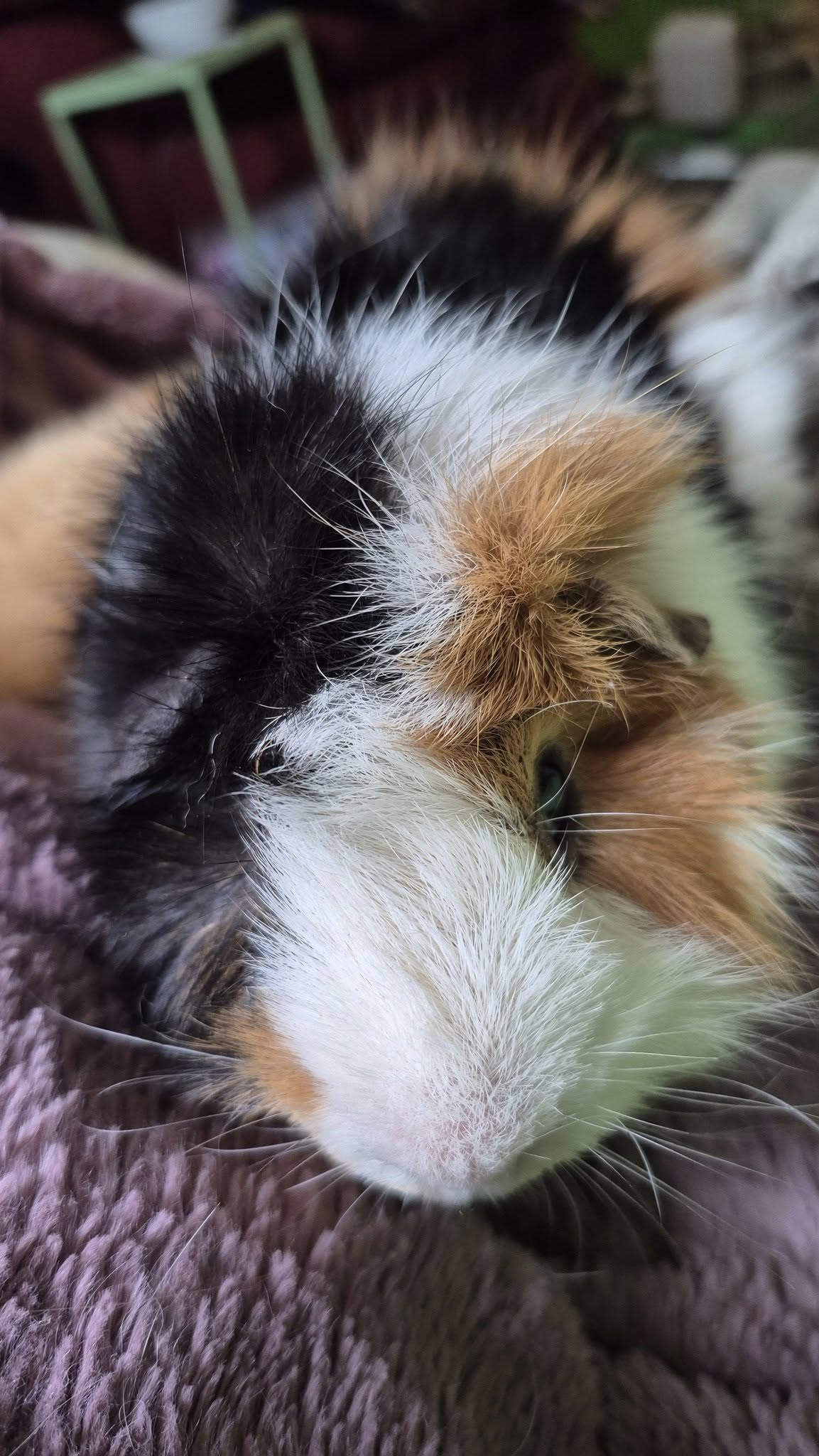 Novel the Guinea Pig