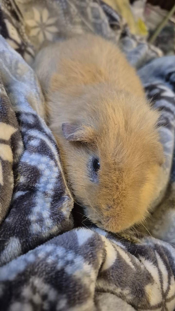 Parody the Guinea Pig