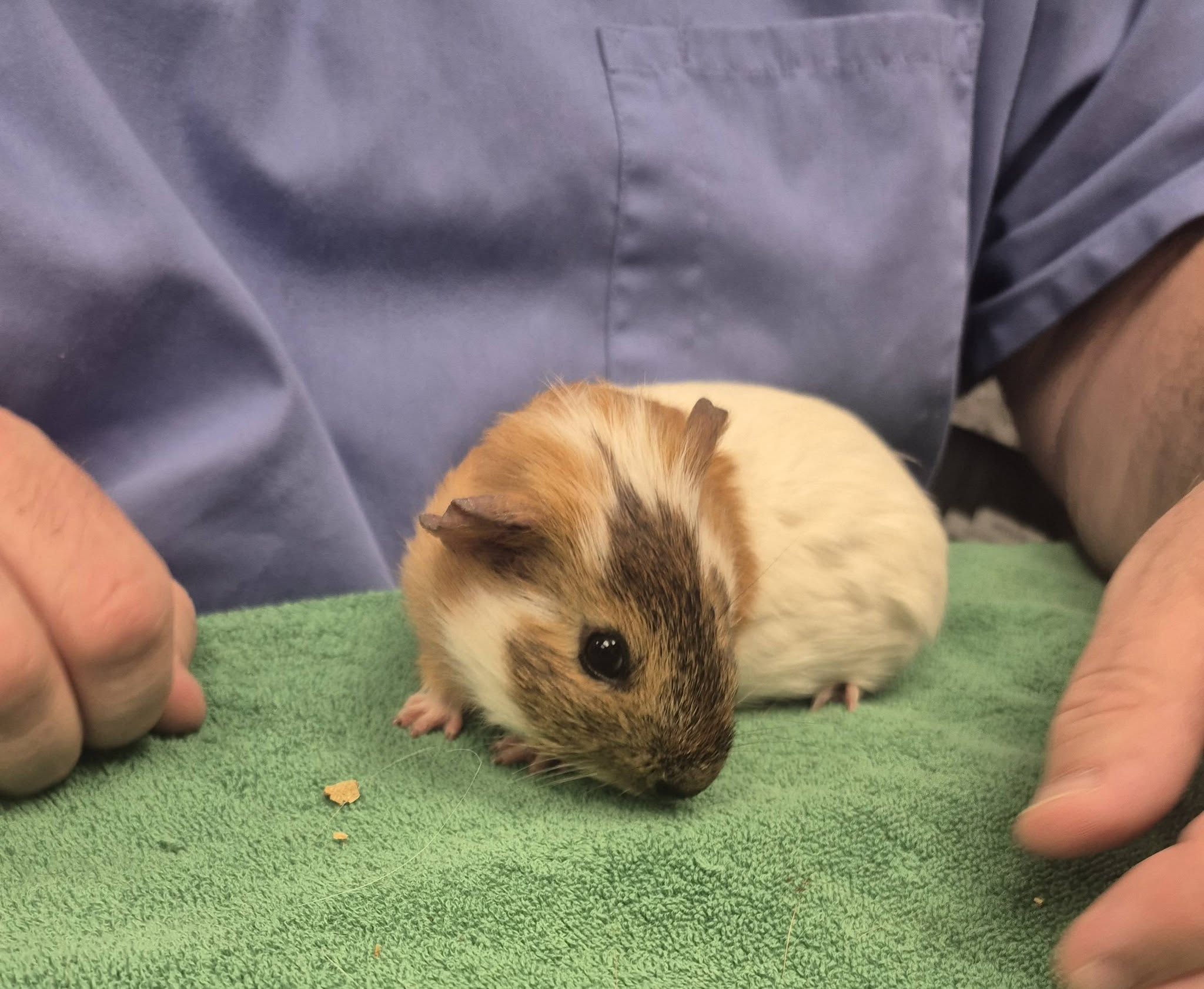 Phoenix at the vet, sitting on a green towel