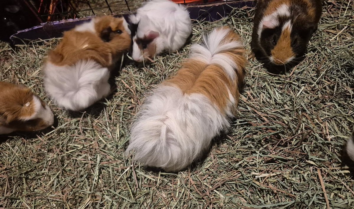 Sissy during her supervised herd visit