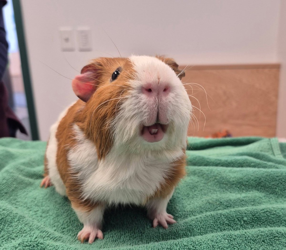 Story at his vet appointment, looking adorable