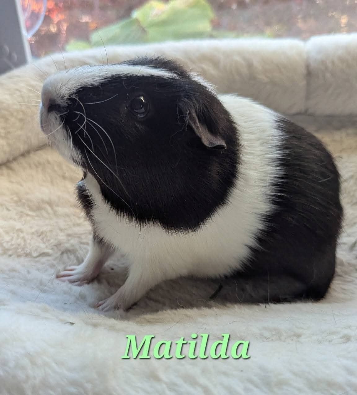 Matilda resting comfortably