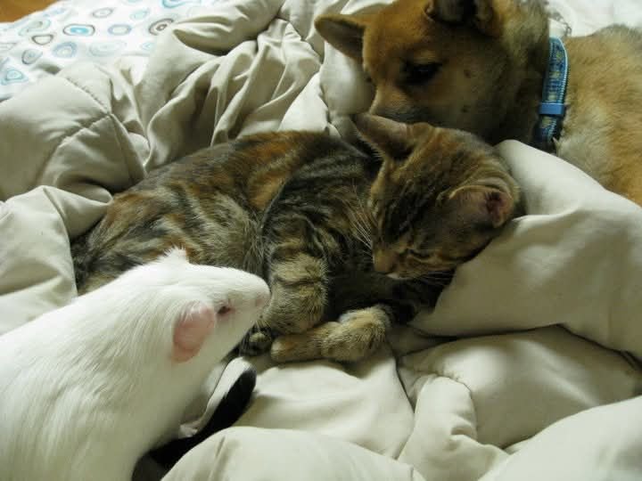 Casper the lethal white guinea pig