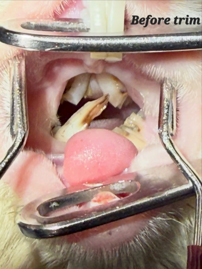 PB's teeth before trimming