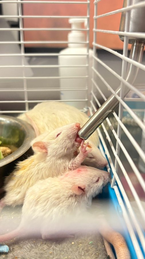 Baby rats