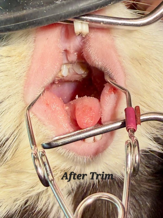 PB's teeth after trimming