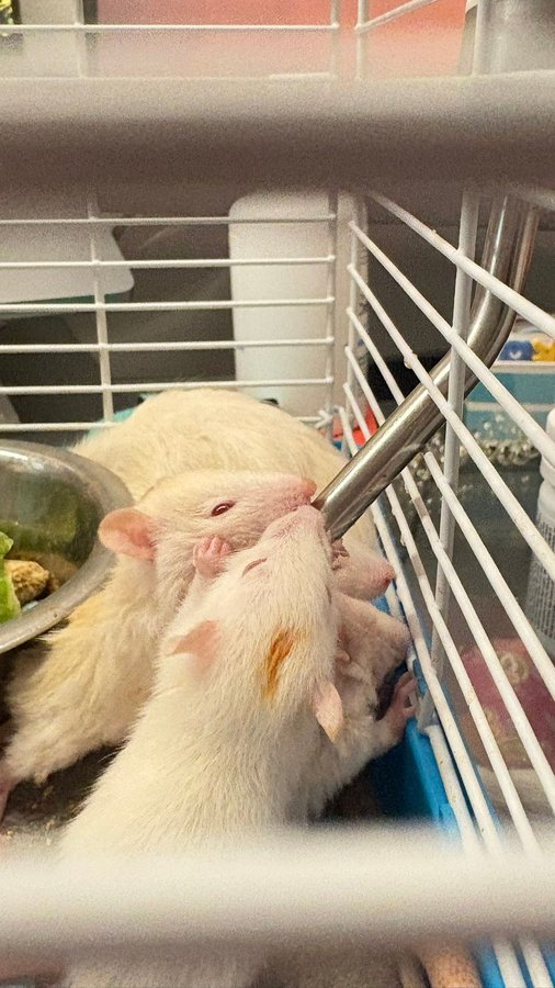 Baby rats at water bottle