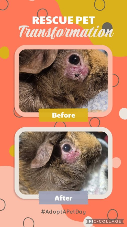 Calliope's skin condition