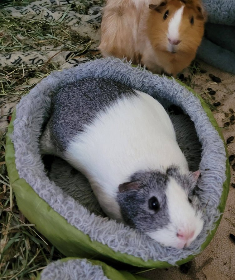 Ophelia in her favorite spot